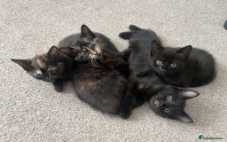 Mixed Breed cats for sale: Tortie kittens - Image 12