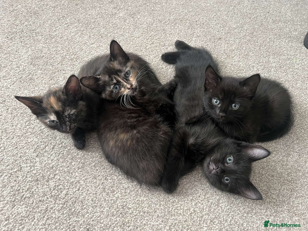 Mixed Breed cats for sale: Tortie kittens - Image 12