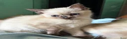 Mixed Breed cats for sale: 2 Gorgeous Ragdoll X Kittens, READY NOW! - Advert 8