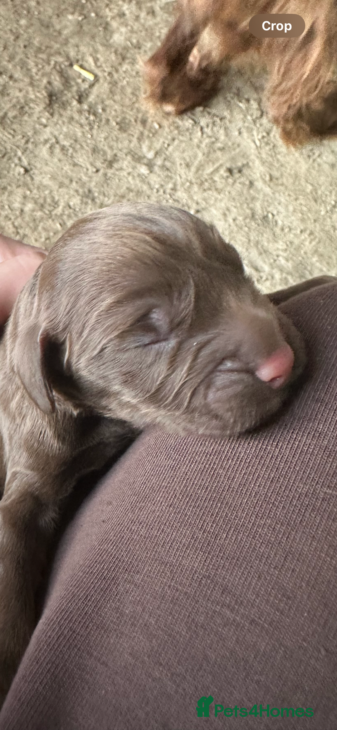 Cocker Spaniel dogs for sale: Cocker spaniel puppies - Image 4