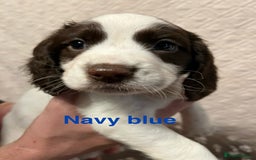 English Springer Spaniel dogs for sale: Outstanding Working Springer Spaniel Puppies  - Image 7