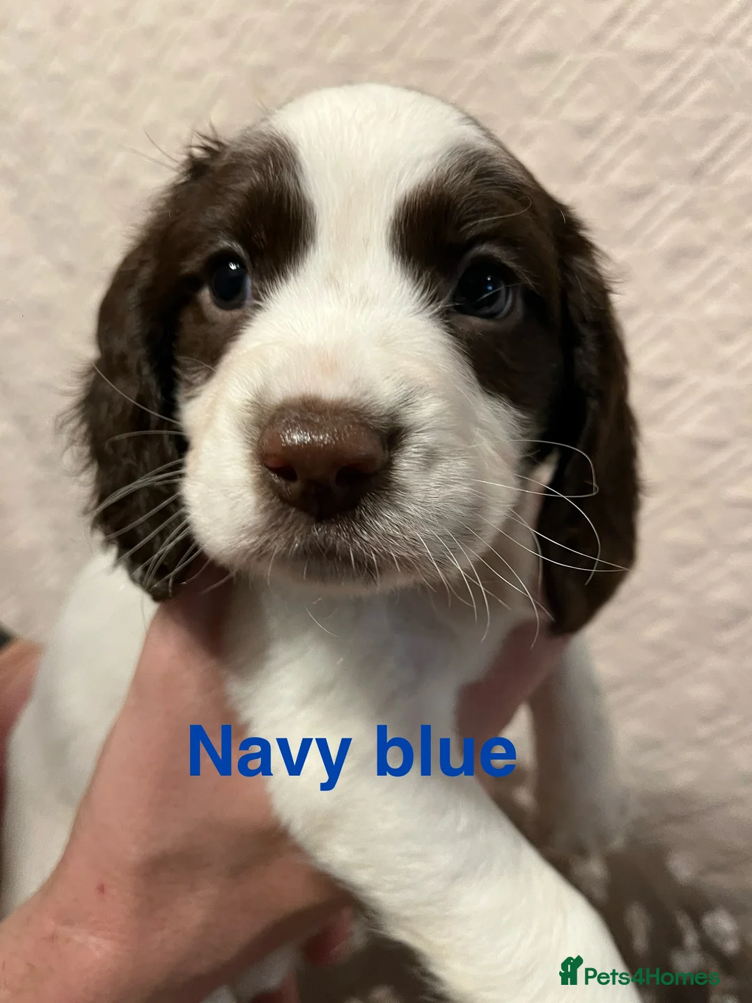English Springer Spaniel dogs for sale: Outstanding Working Springer Spaniel Puppies  - Advert 7