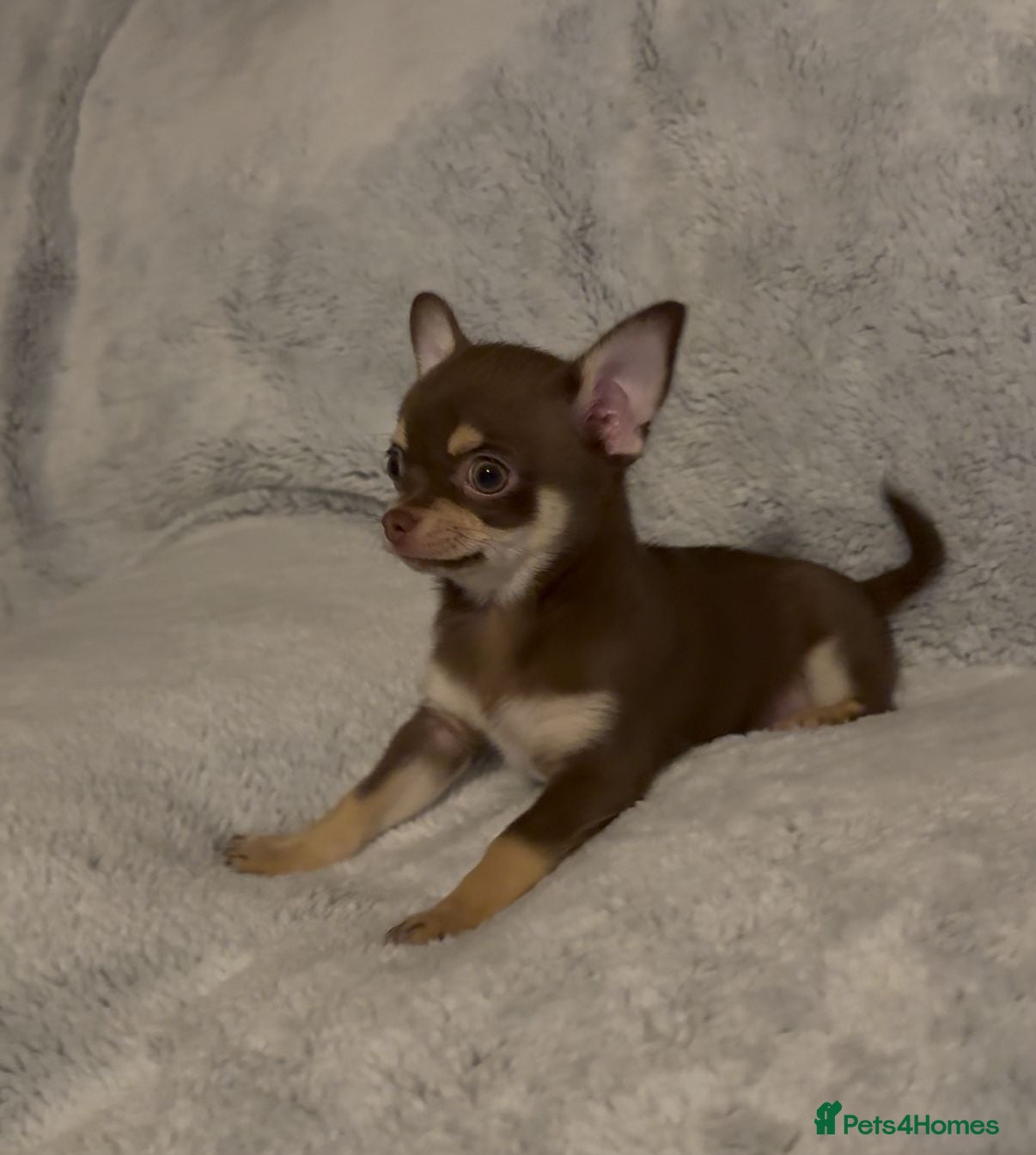 Chihuahua dogs chihuahuas smooth coat  £1000 !! boys ready now - Advert 1
