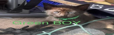 Green BOY