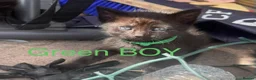 Mixed Breed cats for sale: Mixed Maine coons  - Advert 25
