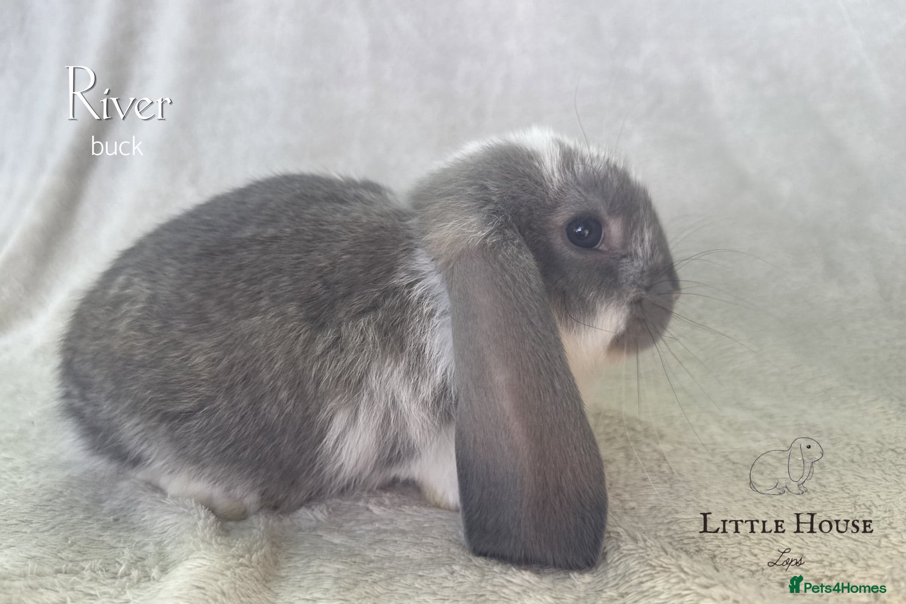 French Lop rabbits Quality Showline French Lop Bunnies - Advert 1