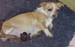 Mixed Breed dogs for sale: Last 3 mixed breed puppies available  - Image 16
