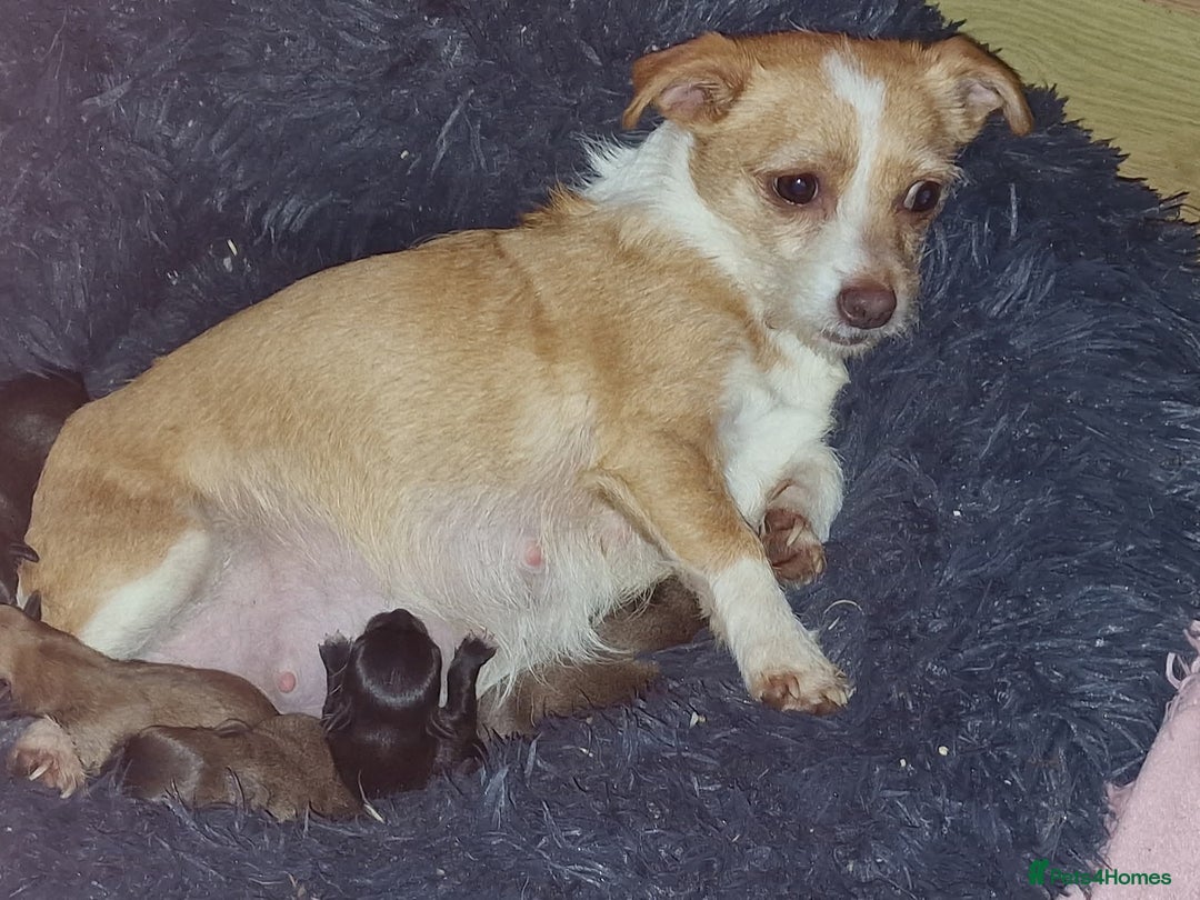 Mixed Breed dogs for sale: Last 3 mixed breed puppies available  - Image 16