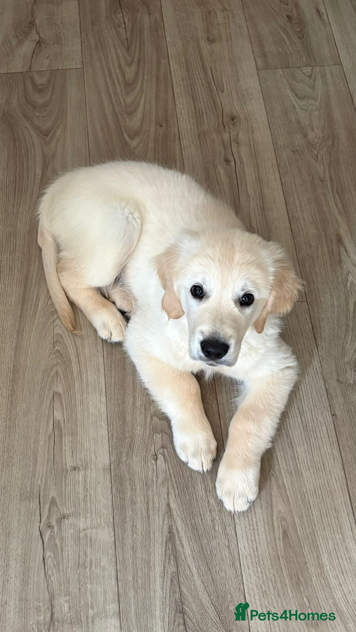 Golden Retriever dogs Golden retriver Ollie - Advert 1