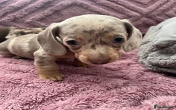 Dachshund dogs for sale: Beautiful miniature dachshunds  - Image 31