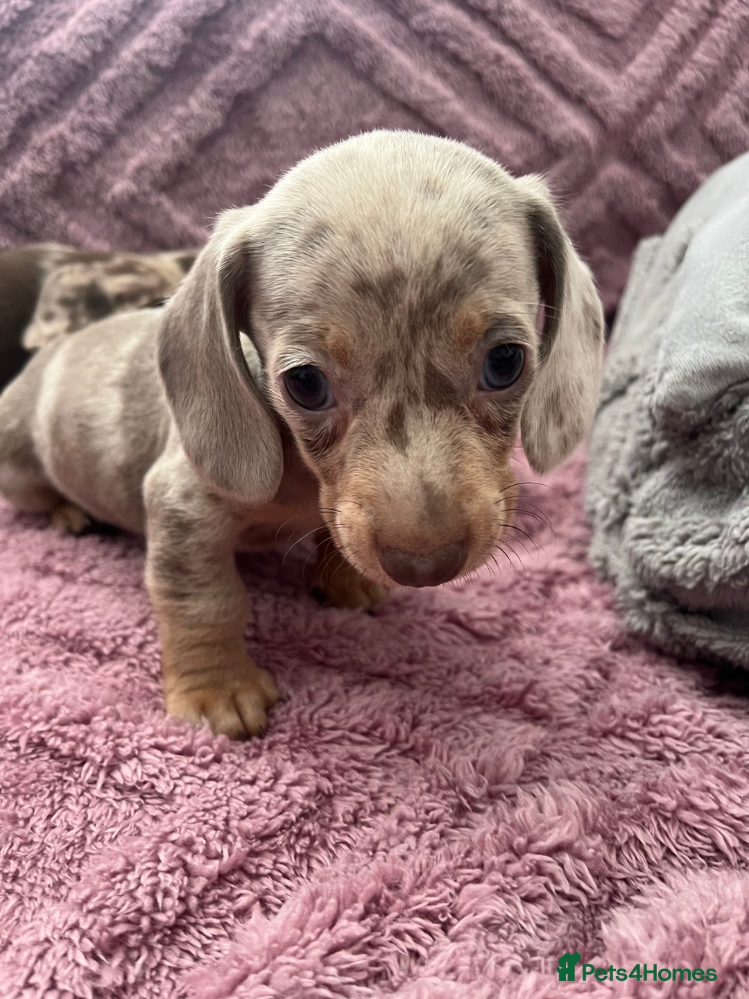 Dachshund dogs for sale: Beautiful miniature dachshunds  - Image 31