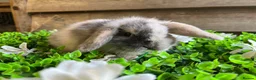 Mini Lop rabbits for sale: Gorgeous pure Mini lops  - Advert 14