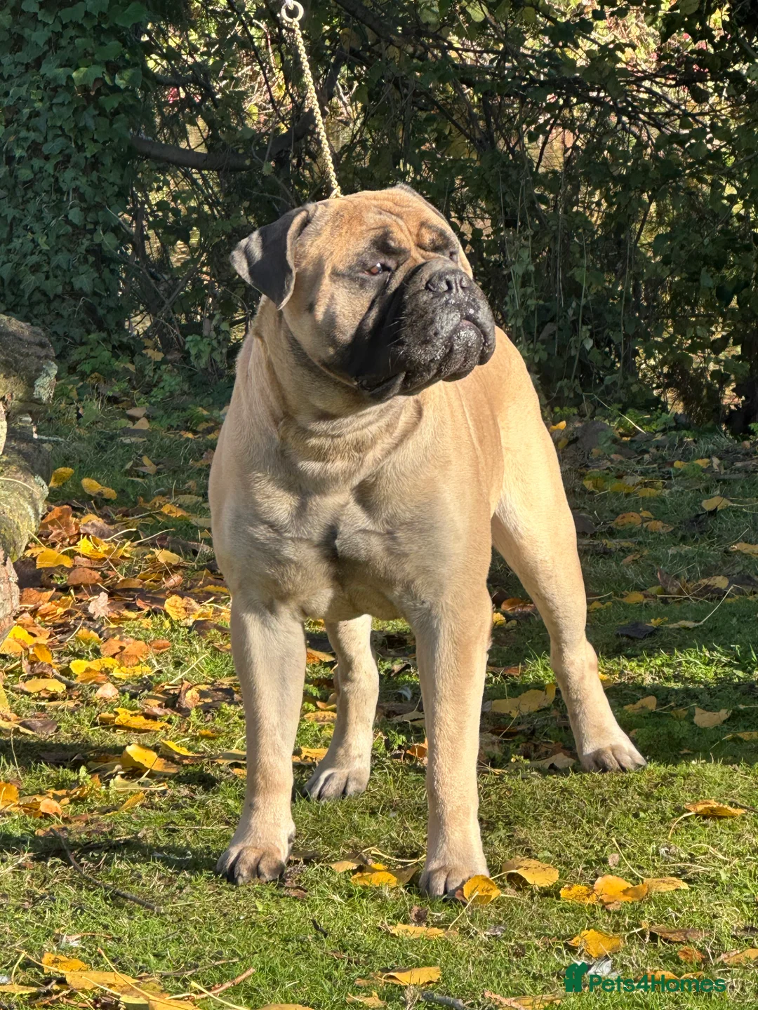 Bullmastiff dogs for stud: bullmastiff at stud in Ilford - Advert 3