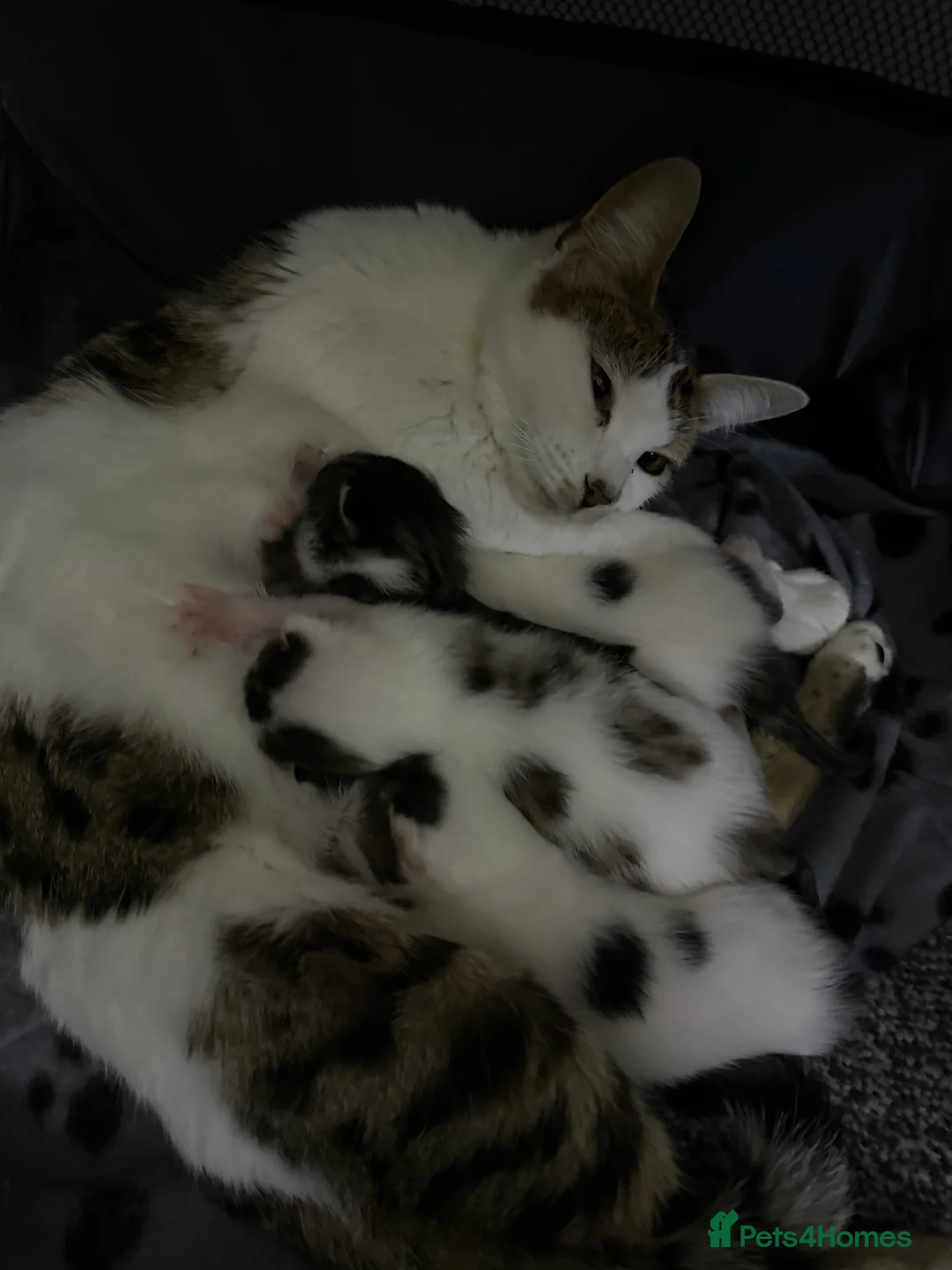 Mixed Breed cats for sale: 4 cute kittens ready now 💙💙💙💗 - Advert 2