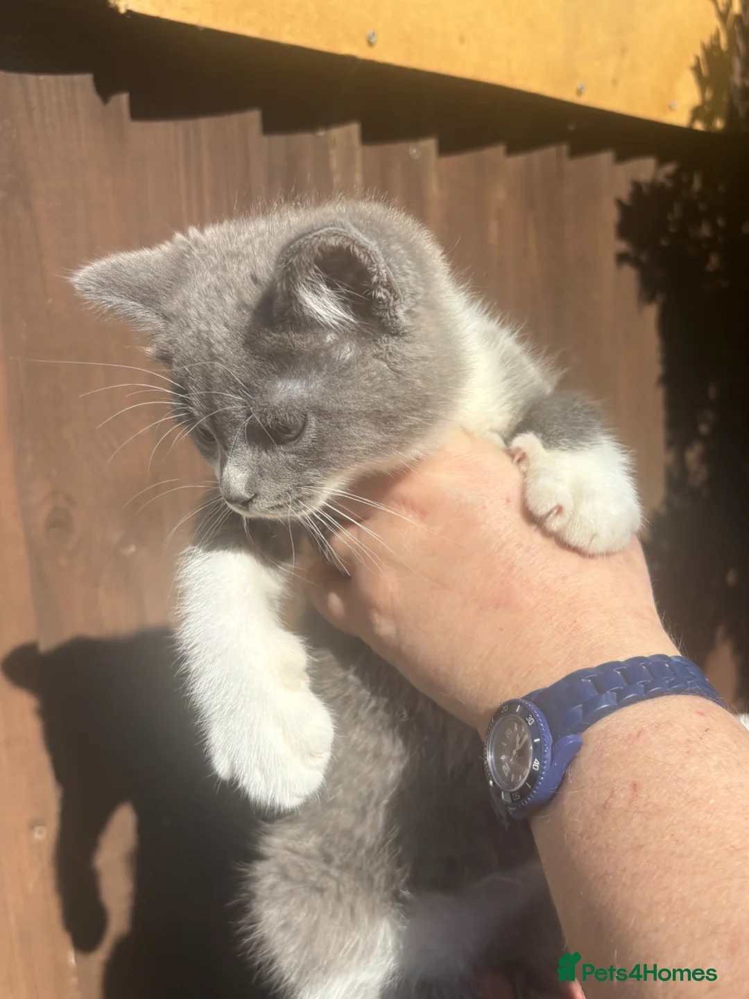 Mixed Breed cats for sale: British blue x Scottish Fold - Advert 40