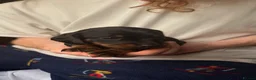 Jackshund dogs for sale: Beautiful Jackshund Puppies 2 Boys & 2 Girls 🐶❤️ in Southam - Advert 4
