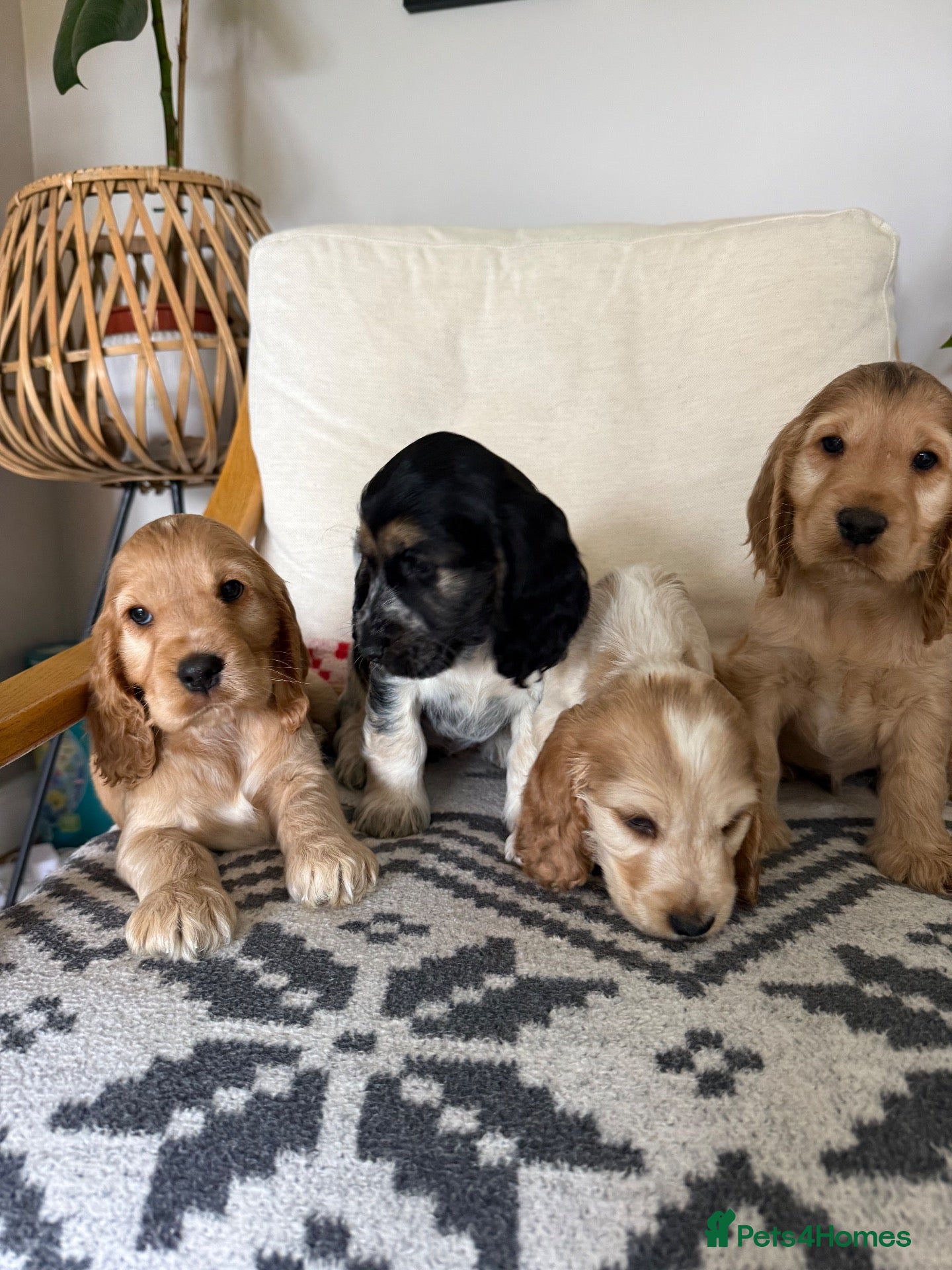 Cocker Spaniel dogs KC, Show Cocker Spaniel puppies  - Advert 1