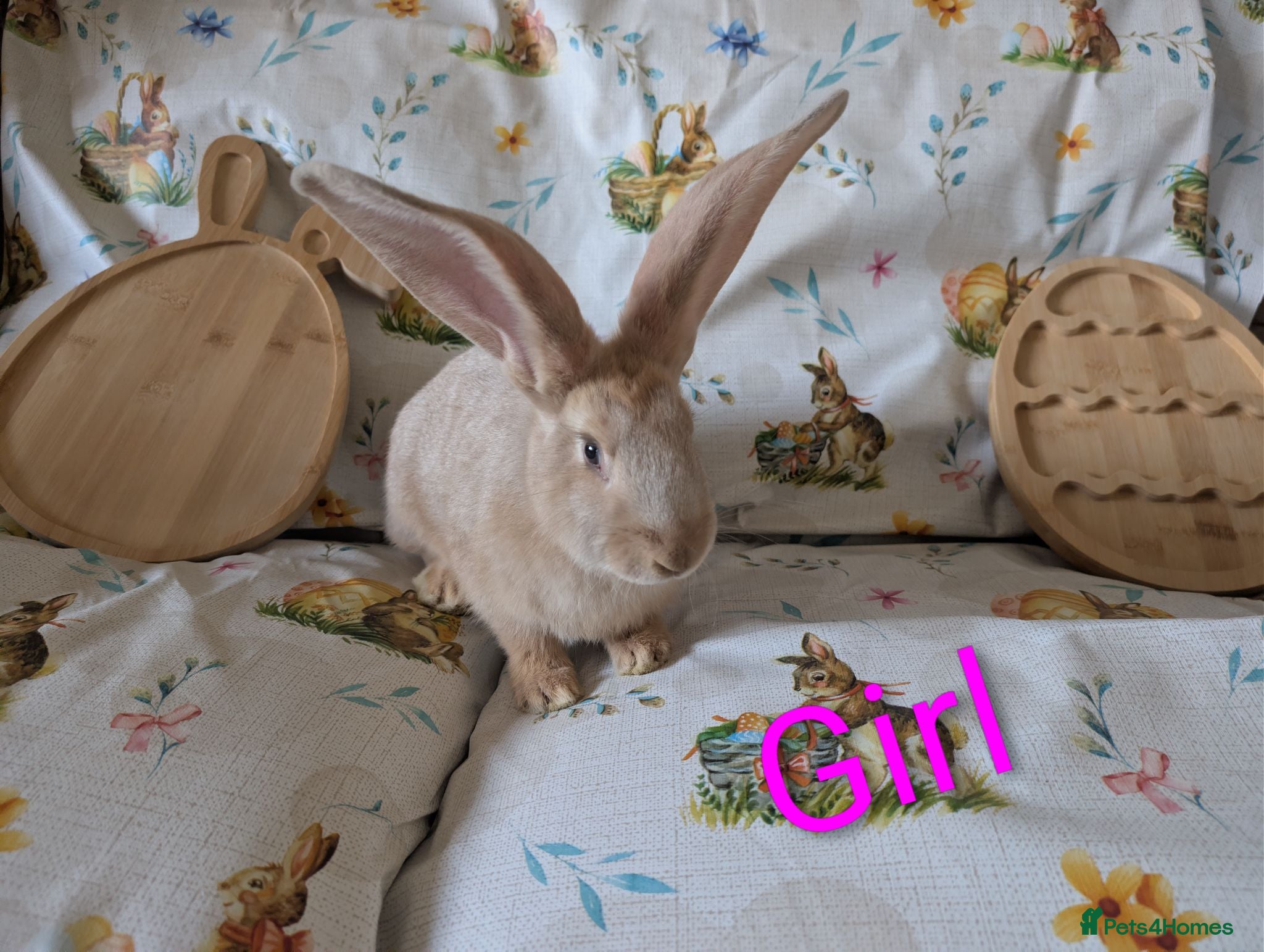Continental Giant rabbits Continental giant - Advert 1