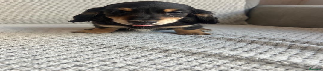 Miniature Dachshund Puppy 3