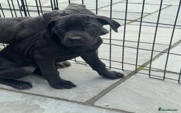 Cane Corso dogs for sale: Cane corso pups  - Image 8