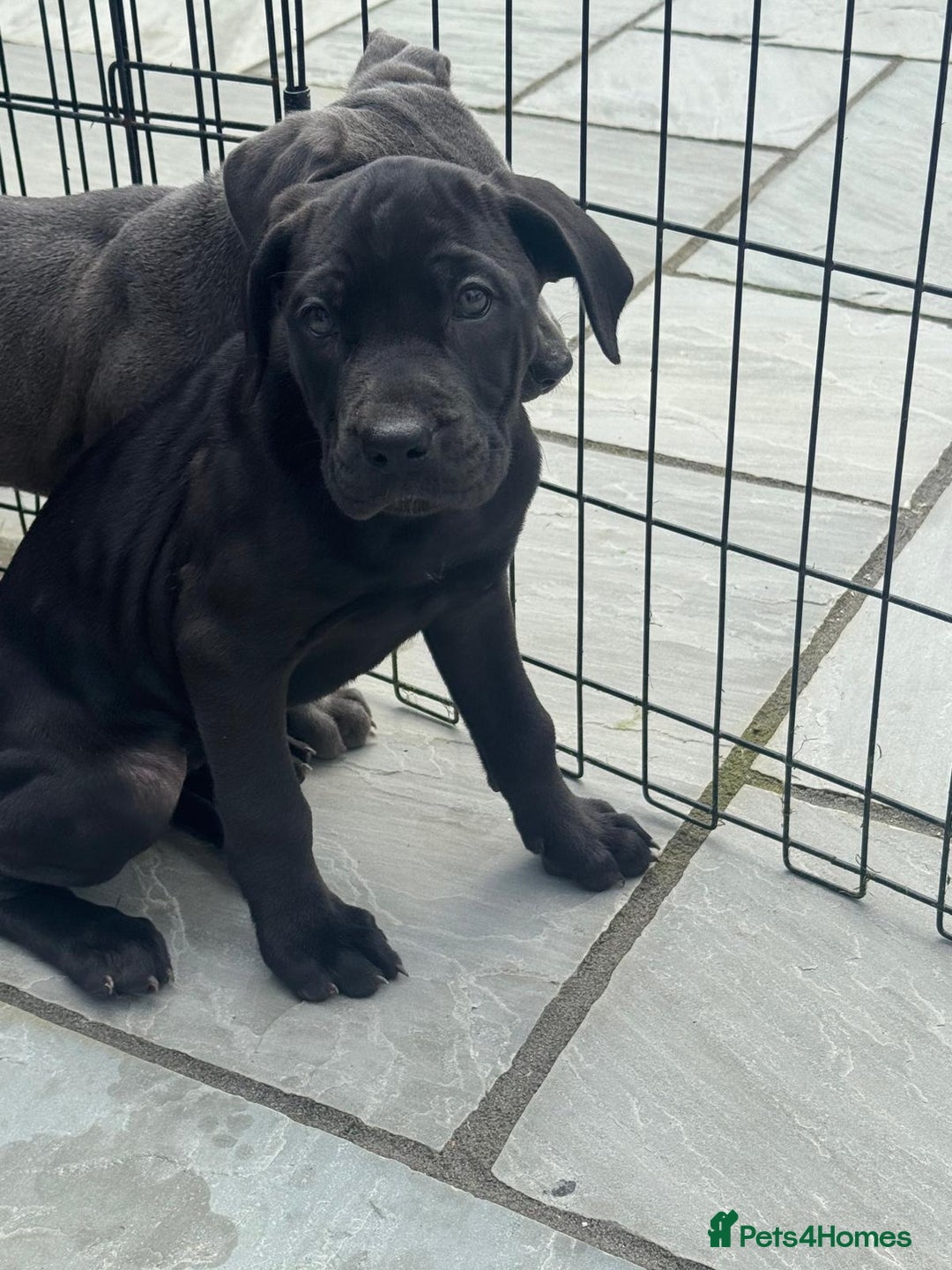 Cane Corso dogs for sale: Cane corso pups  - Image 8