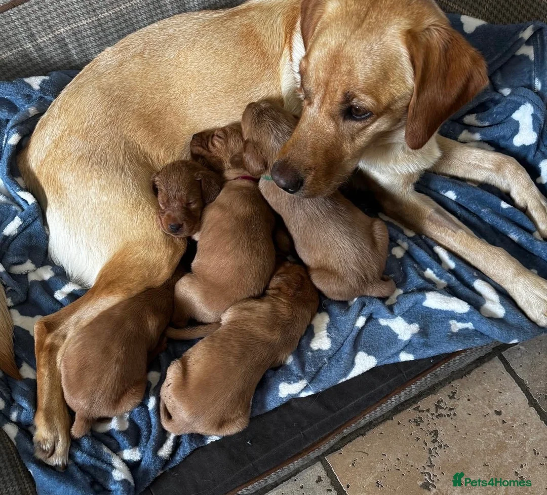 Labrador Retriever dogs for sale: Outstanding litter of yellow/fox red labradors - Advert 1