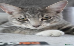 Mixed Breed cats for sale: Playful Loving Kittens for Their New Forever Home - Image 5