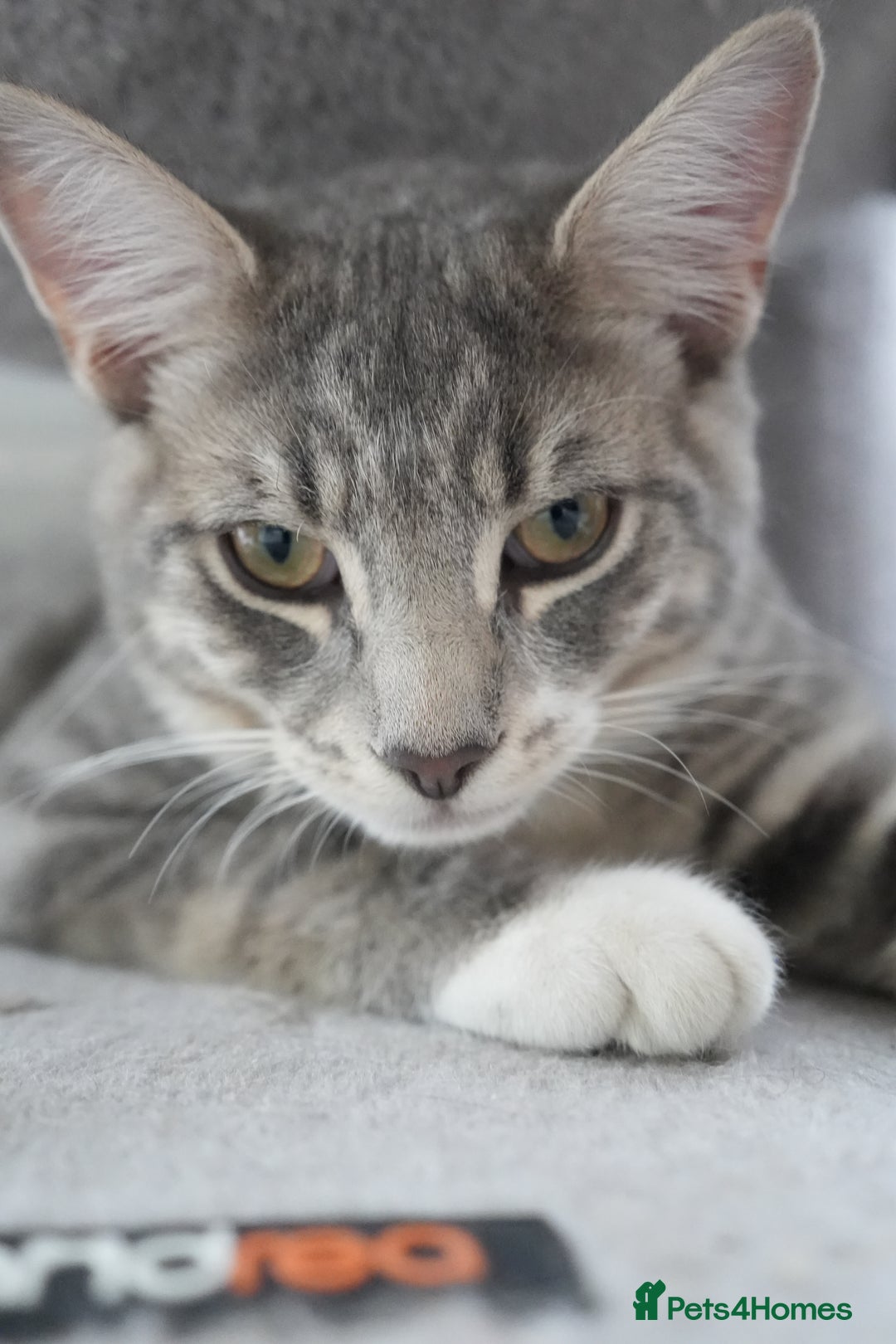 Mixed Breed cats for sale: Playful Loving Kittens for Their New Forever Home - Image 5