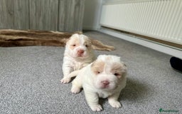 Shar Pei dogs for sale: Top quality bear coat sharpei  - Image 22