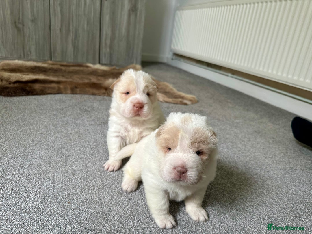 Shar Pei dogs for sale: Top quality bear coat sharpei  - Image 22