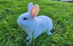 English Lop rabbits for sale: Baby Rabbits 9 available  - Image 5