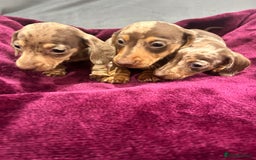 Miniature Dachshund dogs for sale: Miniature dachshund puppies  - Advert 6