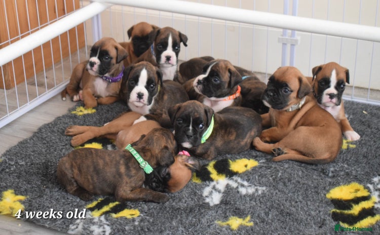 Boxer dogs 9 Beautiful Boxer Pups - Available from 22/12/2025 - Advert 6