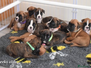 Boxer dogs 9 Beautiful Boxer Pups - Available from 22/12/2025 - Advert 1