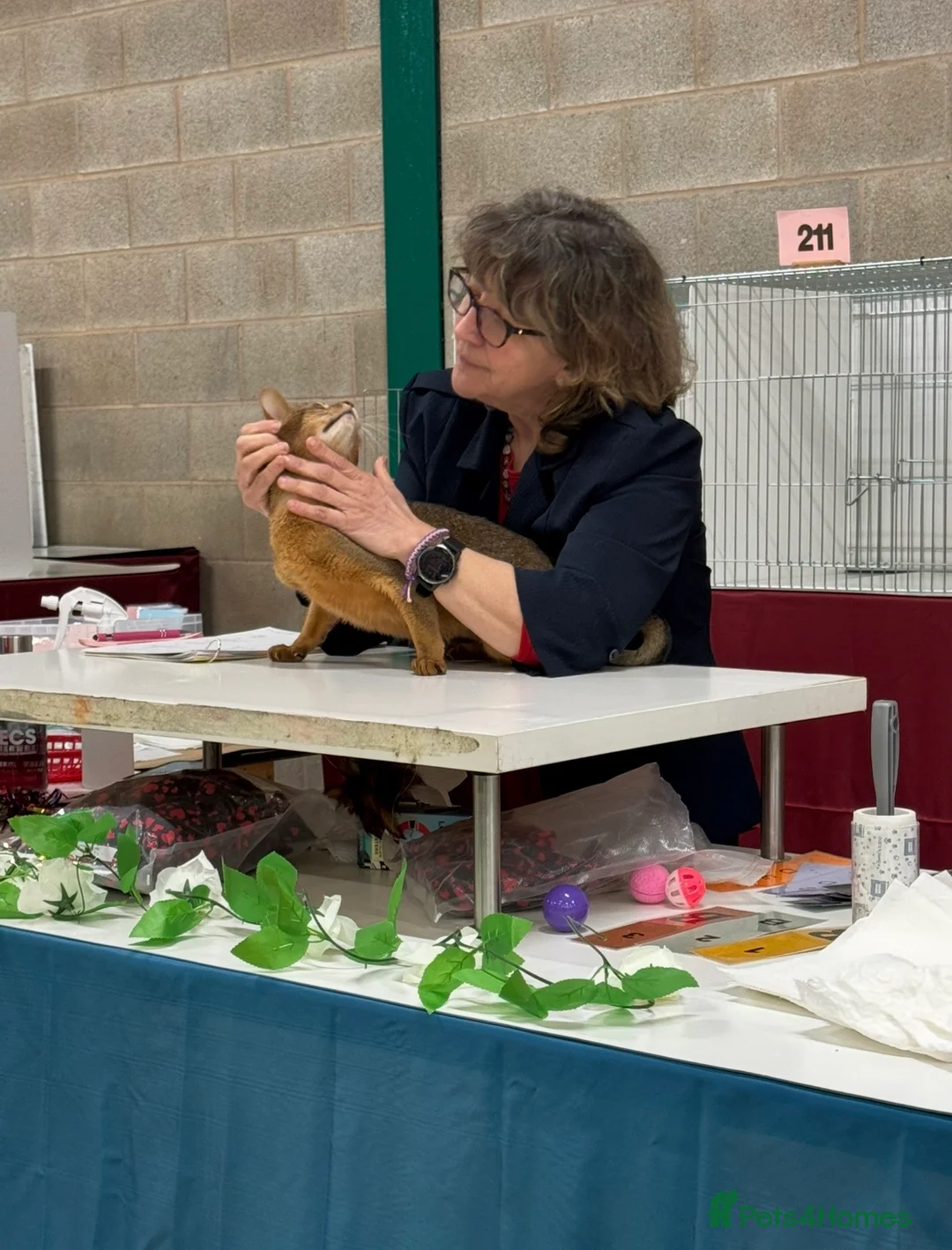 Abyssinian cats for stud: Champion Abyssinian. Tica registered for Stud - Advert 8