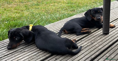 Miniature Dachshund dogs - Advert 15