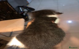 British Shorthair cats for sale: British Shorthair x Striped Tabby Kittens –2 Males - Image 29