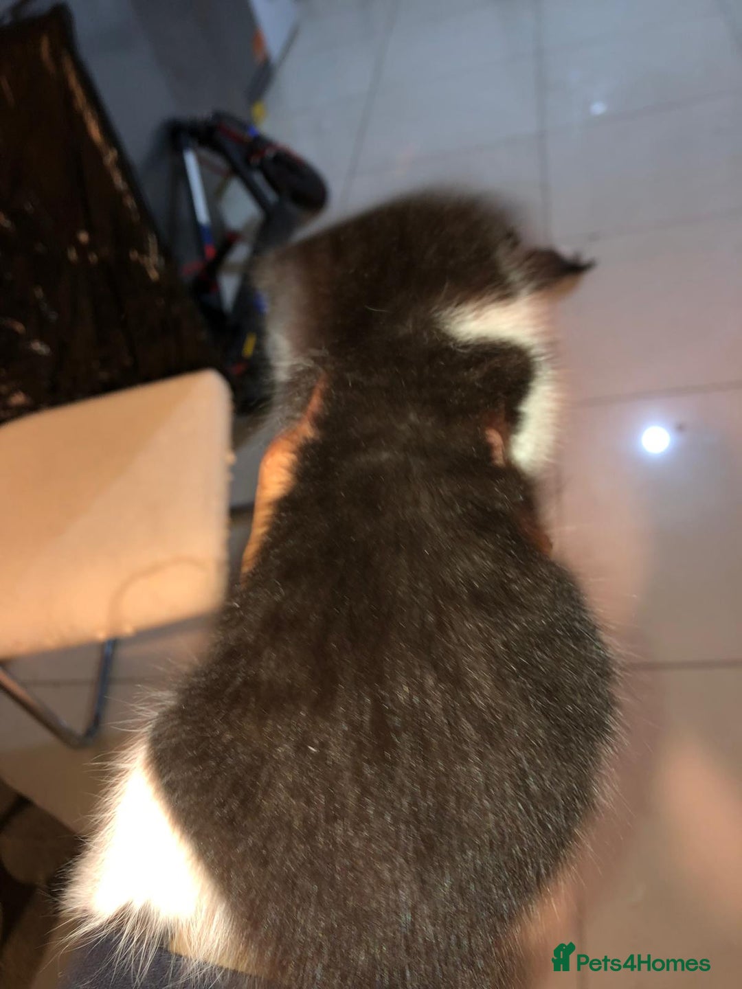 British Shorthair cats for sale: British Shorthair x Striped Tabby Kittens –2 Males - Image 29