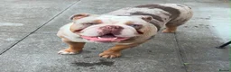 Mixed Breed dogs for sale: Tank  in London - Advert 4