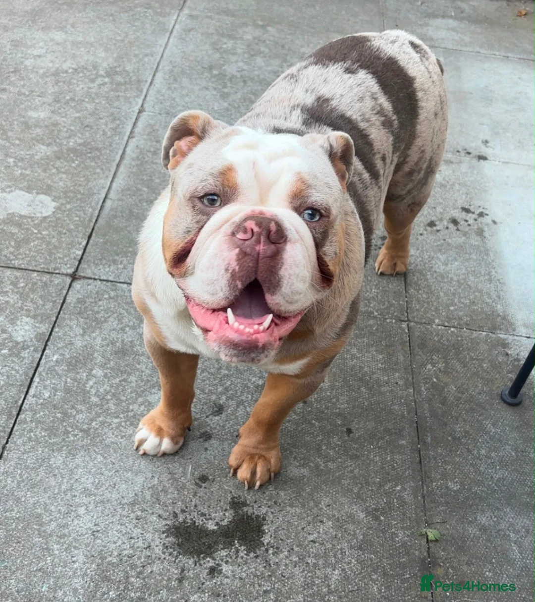 Mixed Breed dogs for sale: Tank  in London - Advert 4