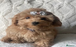 Toy Poodle dogs for sale: Little boy - Image 5