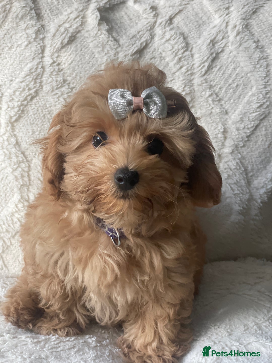 Toy Poodle dogs for sale: Little boy - Image 5