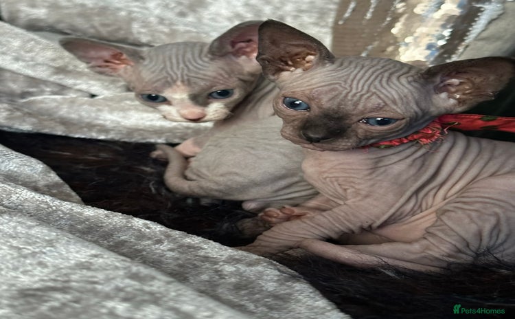 Sphynx cats - Advert 10