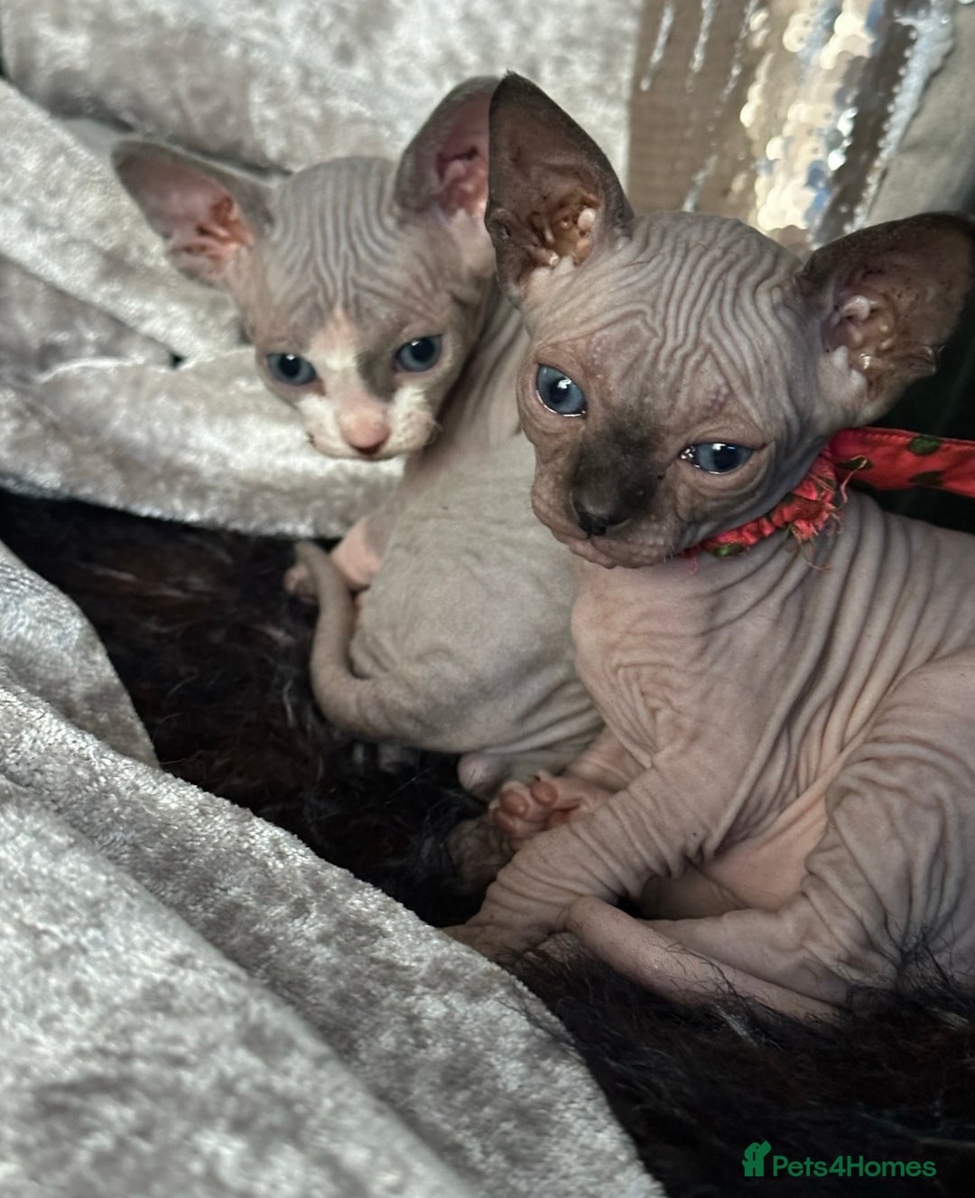 Sphynx cats for sale: Amazing kitten looking for family ❤️❤️❤️ - Image 2