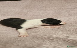 Whippet dogs for sale: KC HEART AND HEALTH TESTED WHIPPETS - Image 21
