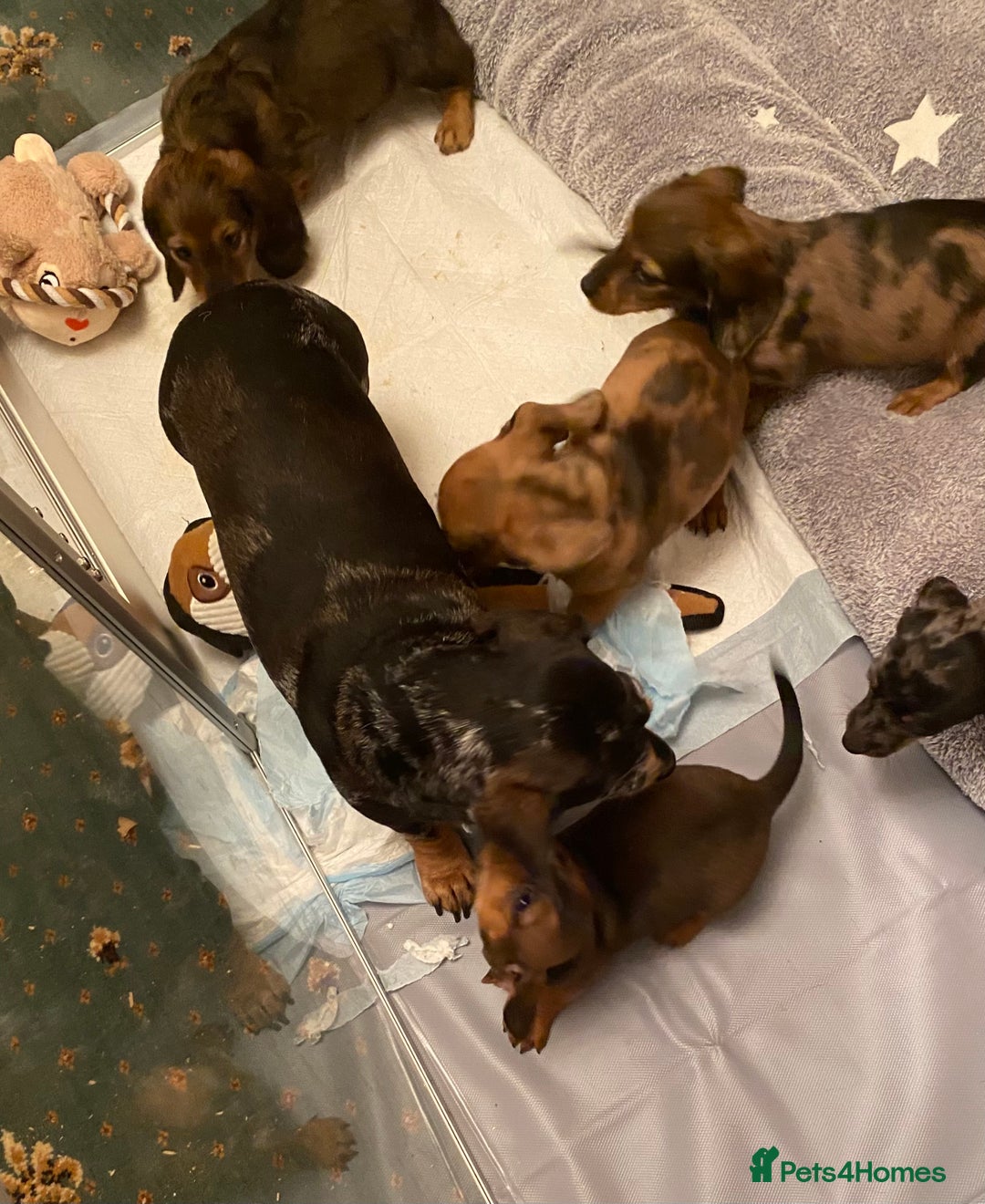 Miniature Dachshund dogs for sale: MINIATURE DACHSHUND PUPPIES  - Advert 23
