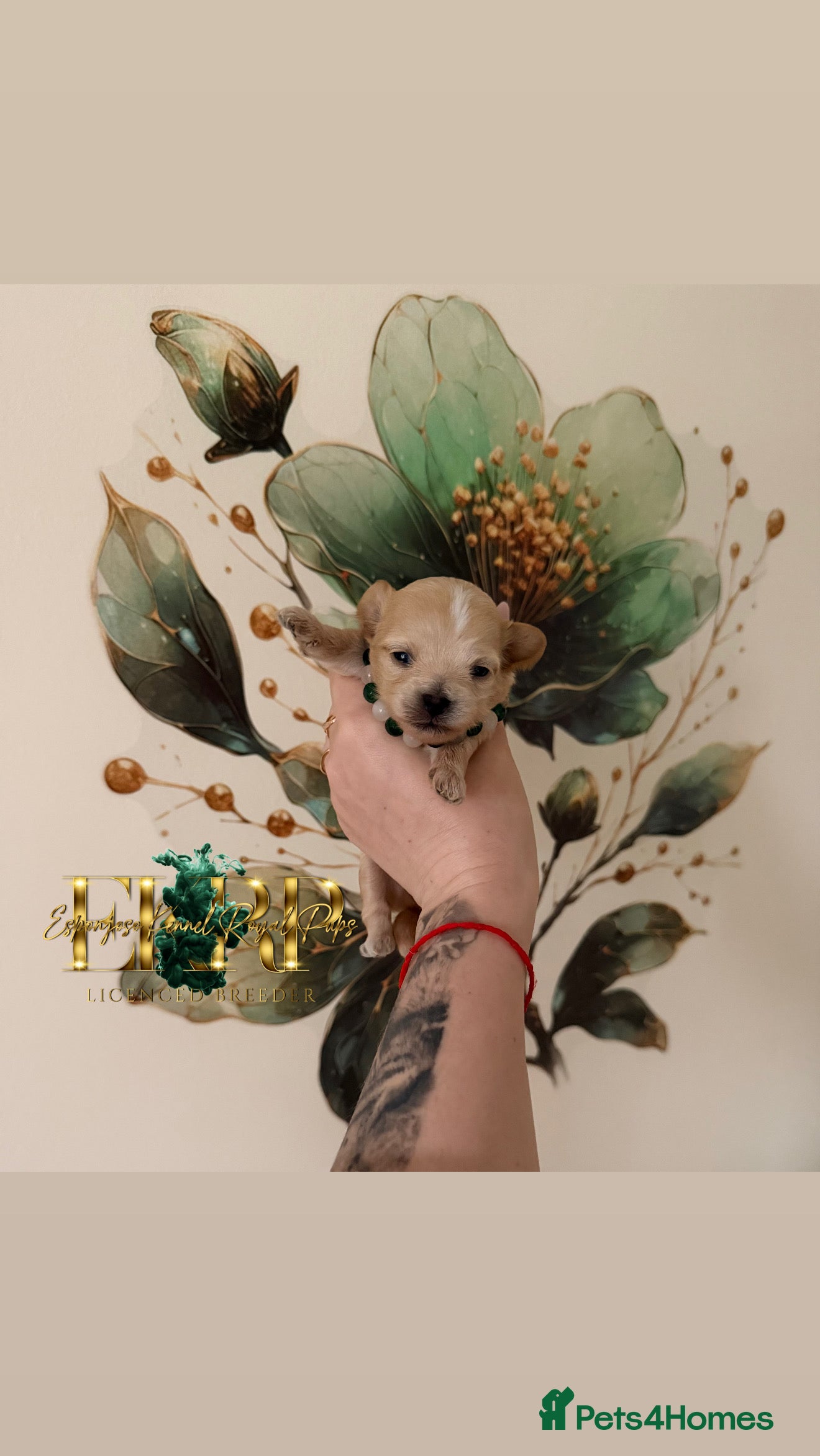 Maltipoo dogs 👑One in a Million F1 tiny Asian Maltipoo👑 - Advert 1