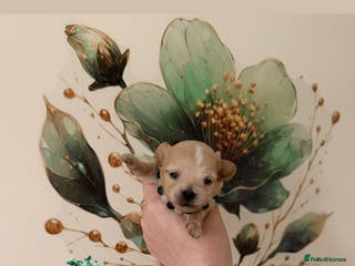 Maltipoo dogs 👑One in a Million F1 tiny Asian Maltipoo👑 - Advert 1