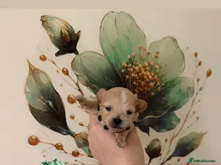 Maltipoo dogs 👑One in a Million F1 tiny Asian Maltipoo👑 - Advert 1