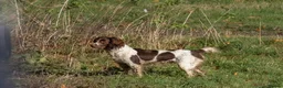 English Springer Spaniel dogs for sale: Working Springer Spaniel Puppies - Advert 2